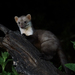 Stone Marten - Photo (c) janconl, some rights reserved (CC BY-NC-SA), uploaded by janconl
