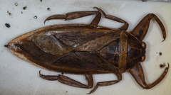 Lethocerus cordofanus