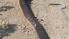 Drymarchon melanurus