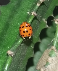 Harmonia axyridis