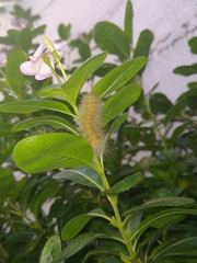 Spilosoma virginica