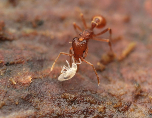 Strumigenys hemidiscaStrumigenys hemidisca