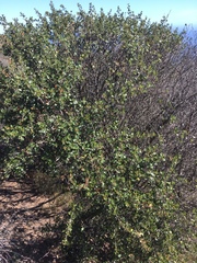 Ceanothus megacarpus insularis