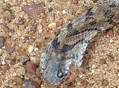 Dasypeltis