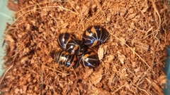 Glomeris pulchra