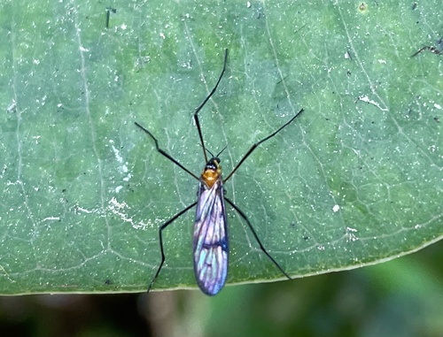 Teucholabis (Teucholabis) nodipes