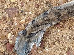 Dasypeltis