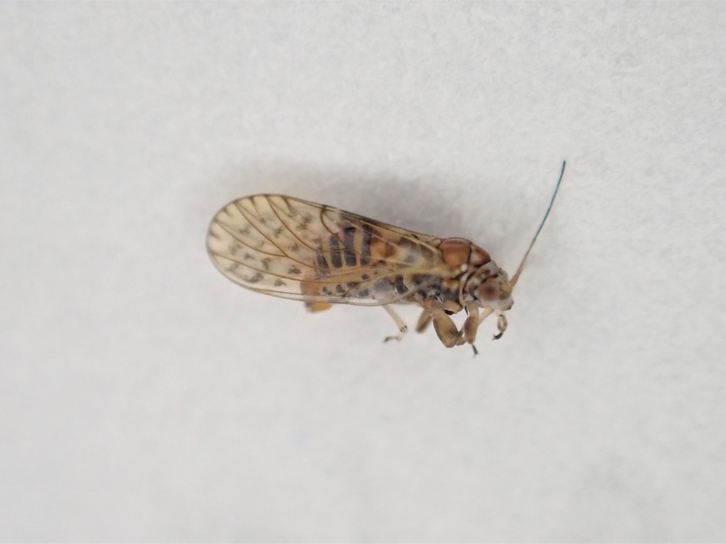 Acizzia acaciae