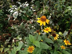 Heliopsis buphthalmoides