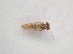 Acizzia acaciae