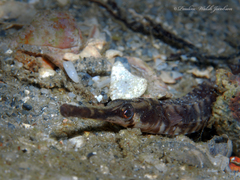 Syngnathus louisianae