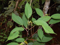 Alchornea
