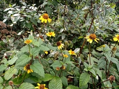 Heliopsis buphthalmoides
