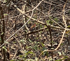 Hypargos niveoguttatus