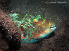 Sparisoma chrysopterum