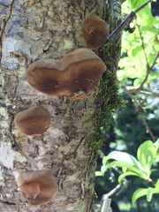 Phellinus pomaceoides