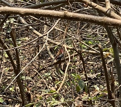 Hypargos niveoguttatus