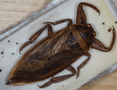Lethocerus cordofanus