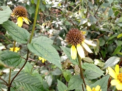 Heliopsis buphthalmoides