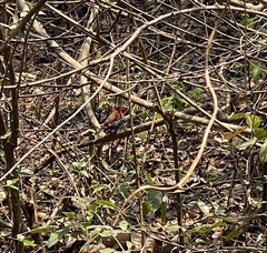 Hypargos niveoguttatus