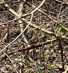 Hypargos niveoguttatus