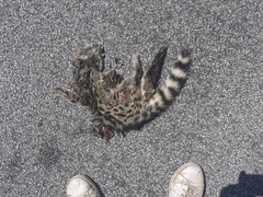 Genetta genetta genetta