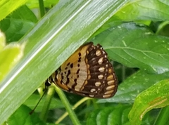 Byblia