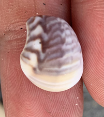 Notocochlis chemnitzii