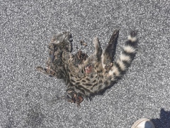 Genetta genetta genetta