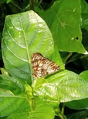 Junonia sophia sophia