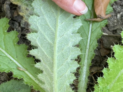 Indian Thistle foliage