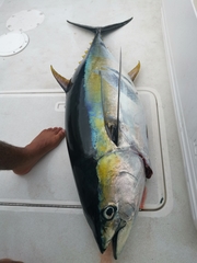 Thunnus