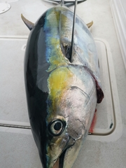 Thunnus