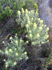 Castilleja grisea