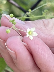 Echinopepon wrightii