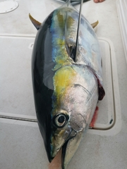 Thunnus
