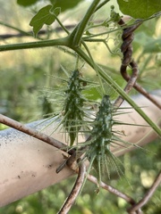 Echinopepon wrightii