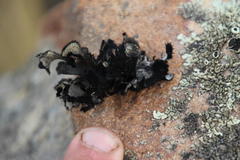 Xanthoparmelia hottentotta