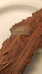 Armadillidium scaberrimum