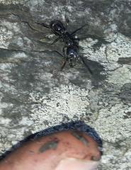 Plectroctena mandibularis