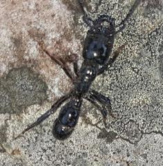 Plectroctena mandibularis