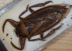 Lethocerus cordofanus