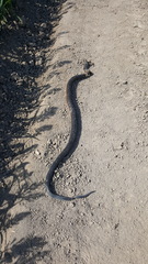 Drymarchon melanurus