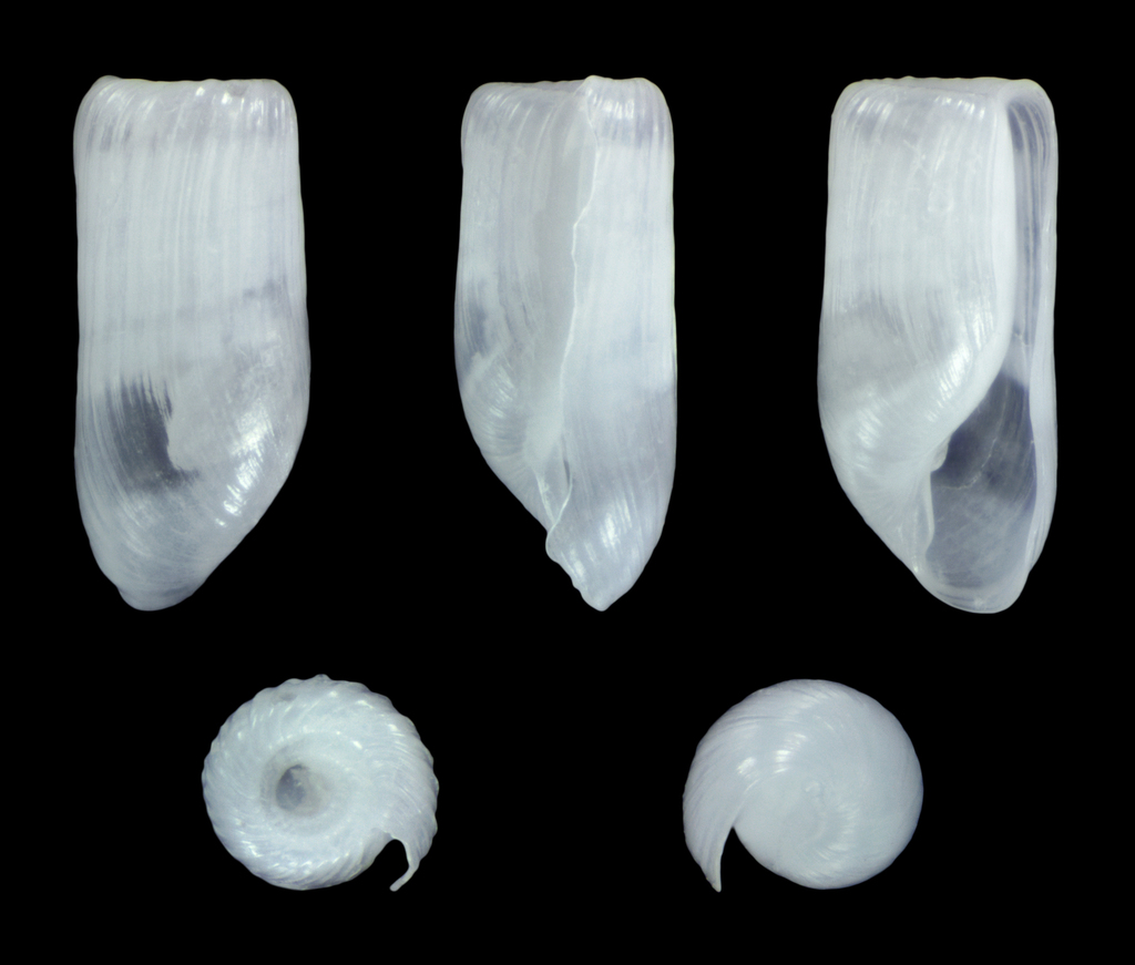 Retusa leptoeneilema