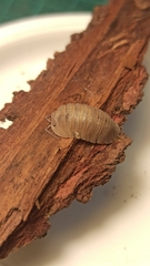 Armadillidium scaberrimum