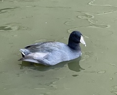 Fulica americana
