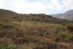 Leucadendron glaberrimum glaberrimum