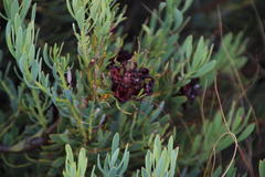 Leucadendron glaberrimum glaberrimum