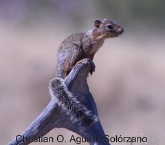 Notocitellus adocetus