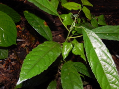 Alchornea